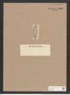 Scoliopleura ? alternans (Sch.) De-Toni (de-Toni-Nr.: Genus 14, Species 1120) Zeichnungen Sammlung Grunow Nr. 2207 (NHMW-BOT-W0369289)
